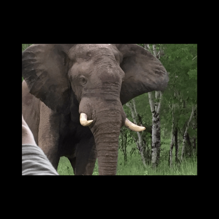 Canva Elephant